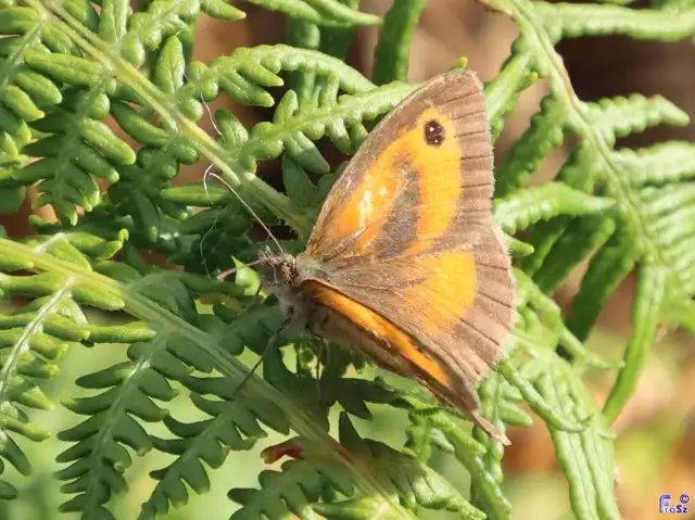 Pyronia tithonus - kis ökörszemlepke