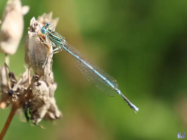 Platycnemis pennipes - széleslábú szitakötő