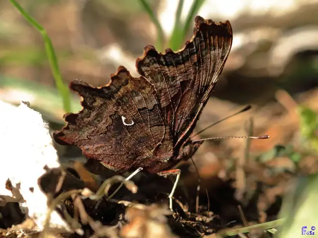 Nymphalis c-album - C-betűs lepke