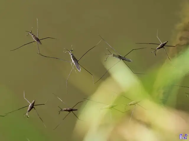 Gerridae - molnárpoloskák