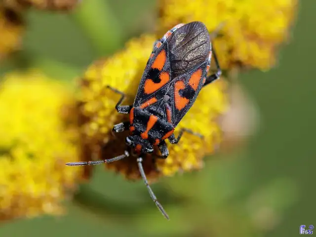 Spilostethus saxatilis - virágbodobács