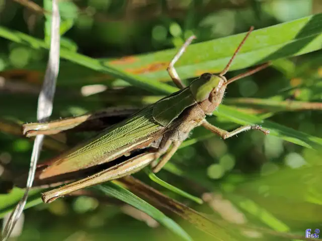 Chorthippus dorsatus - hátas rétisáska
