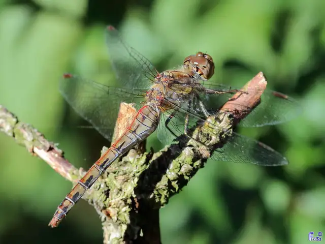 Sympetrum striolatum - harántsávos katona-szitakötő