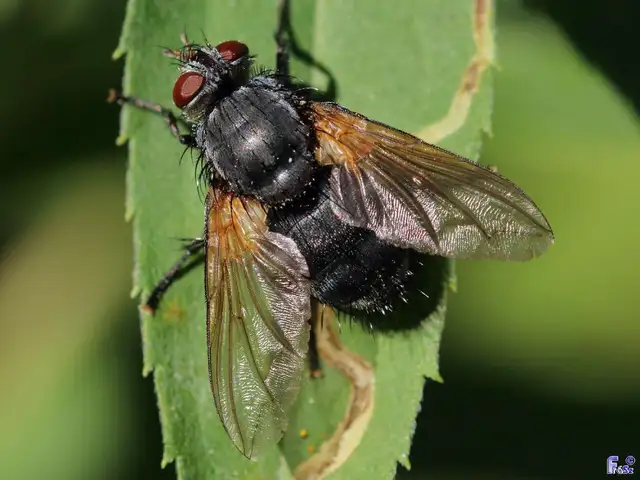 Tachinidae - fürkészlegyek