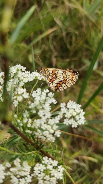 Melitaea athalia - közönséges tarkalepke