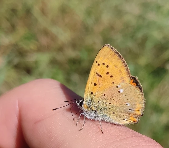 Lycaena virgaureae - arany-tűzlepke