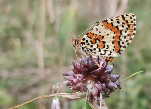Melitaea didyma - tüzes tarkalepke