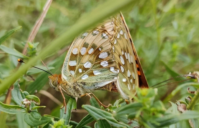 Argynnis aglaja - kerekfoltú gyöngyházlepke