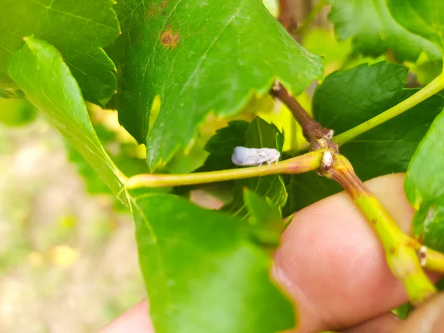 Metcalfa pruinosa - amerikai lepkekabóca
