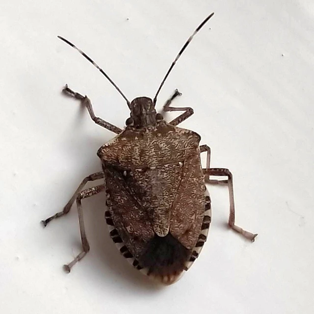 Halyomorpha halys - ázsiai márványospoloska
