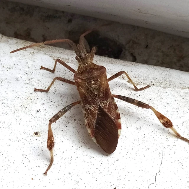 Leptoglossus occidentalis - nyugati levéllábú poloska Leptoglossus occidentalis - nyugati levéllábú poloska