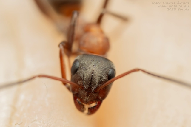 Formica rufibarbis - vörös rabszolgahangya