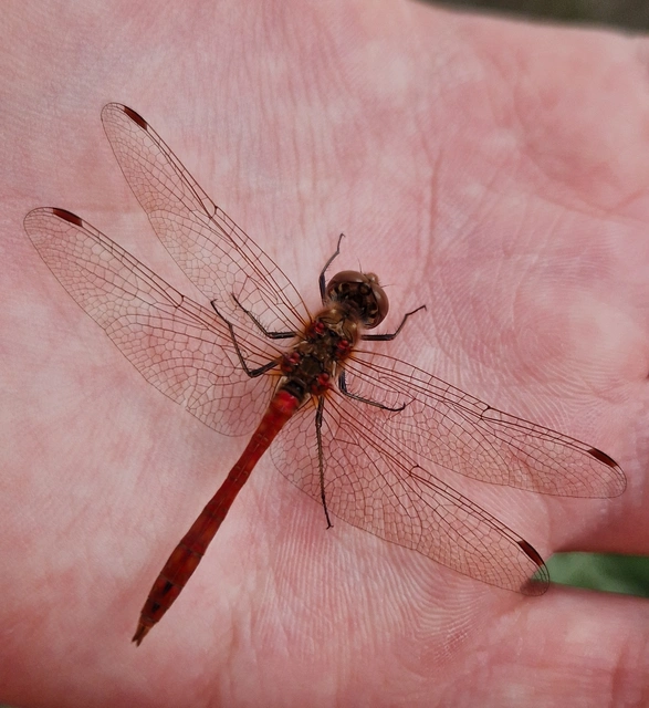 Sympetrum vulgatum - barkós katona-szitakötő