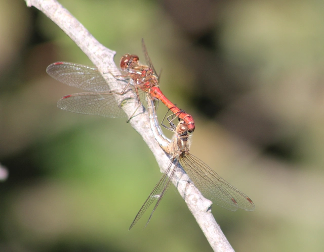 Sympetrum vulgatum - barkós katona-szitakötő