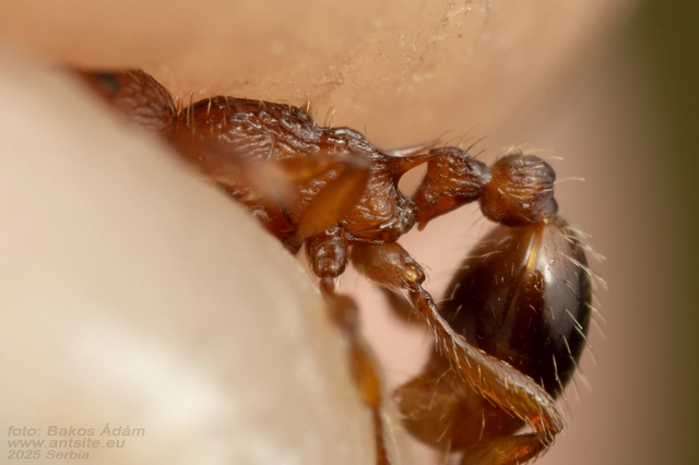 Myrmica specioides - pusztai bütyköshangya