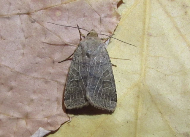 Anchoscelis nitida - rozsdabarna őszibagoly