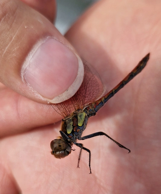Sympetrum striolatum - harántsávos katona-szitakötő