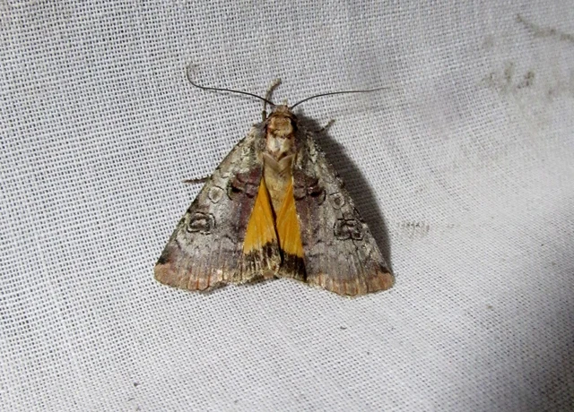 Epilecta linogrisea - karcsú sárgafűbagoly