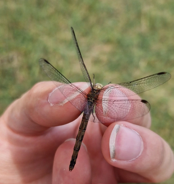 Sympetrum striolatum - harántsávos katona-szitakötő