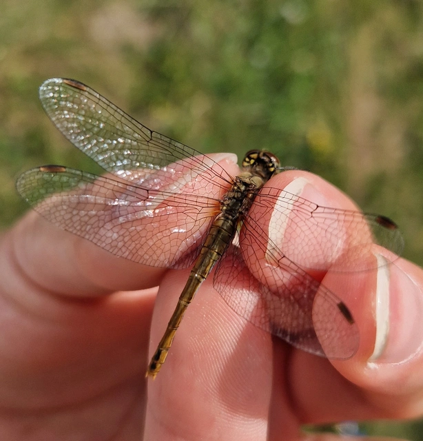 Sympetrum sanguineum - vörös katona-szitakötő