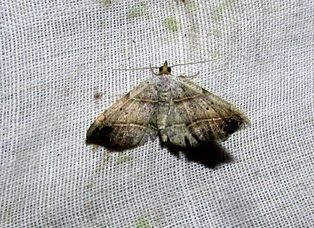 Laspeyria flexula - zuzmóbagoly