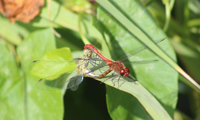 Sympetrum sanguineum - vörös katona-szitakötő