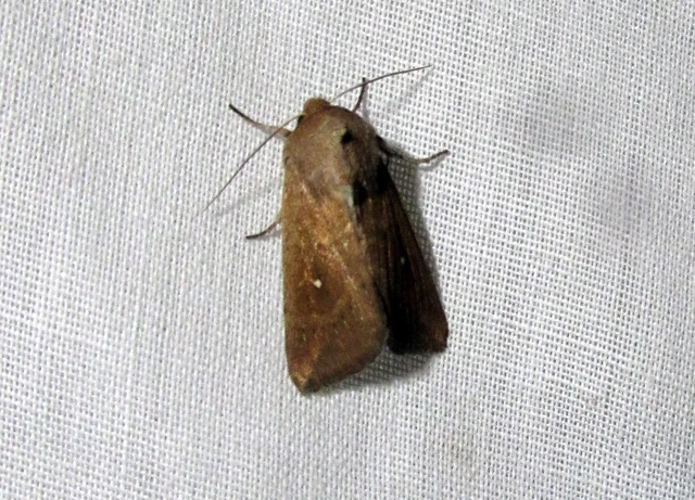 Mythimna albipuncta - fehérpettyes rétibagoly