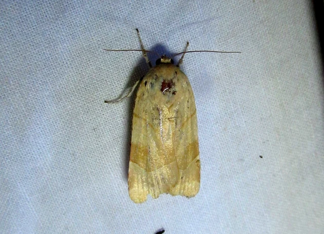 Noctua fimbriata - szélessávú sárgafűbagoly