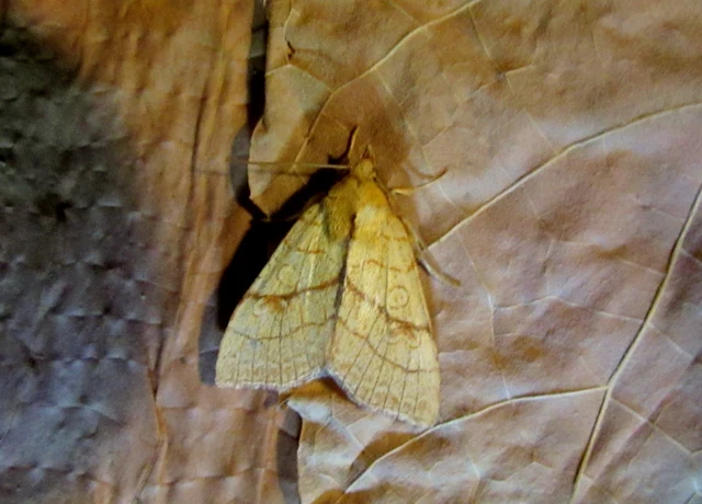 Tiliacea citrago - citromszínű sárgabagoly
