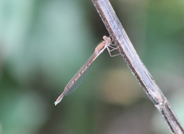 Sympecma fusca - téli rablószitakötő