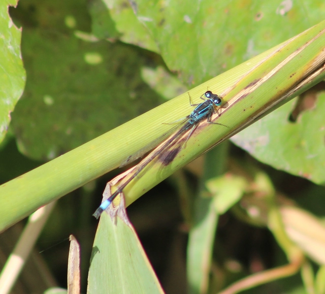 Ischnura elegans pontica - kéköves légivadász