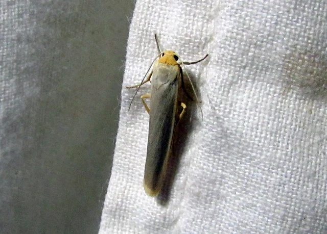 Eilema complana - közönséges zuzmószövő