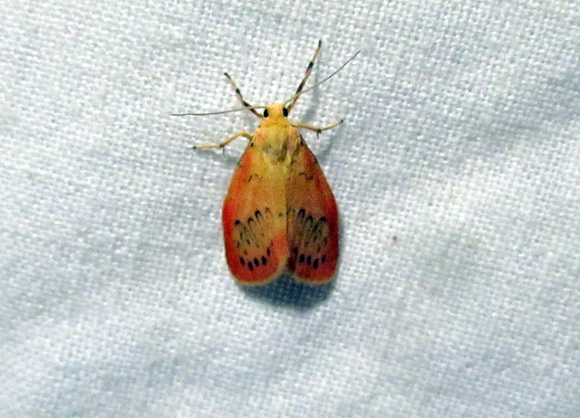 Miltochrista miniata - piros medvelepke
