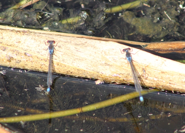 Erythromma viridulum - kis pirosszemű-légivadász