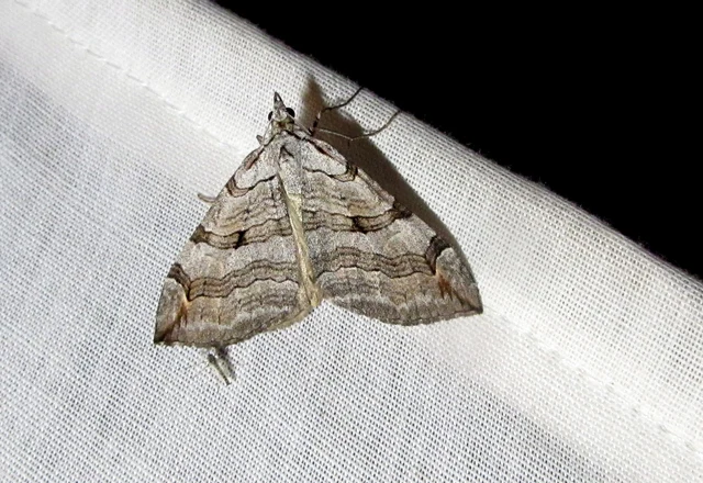 Aplocera efformata/plagiata