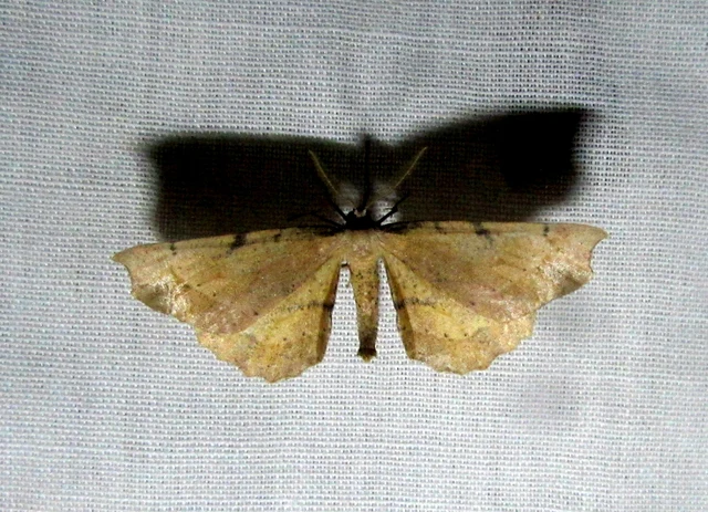 Artiora evonymaria - kecskerágó-araszoló