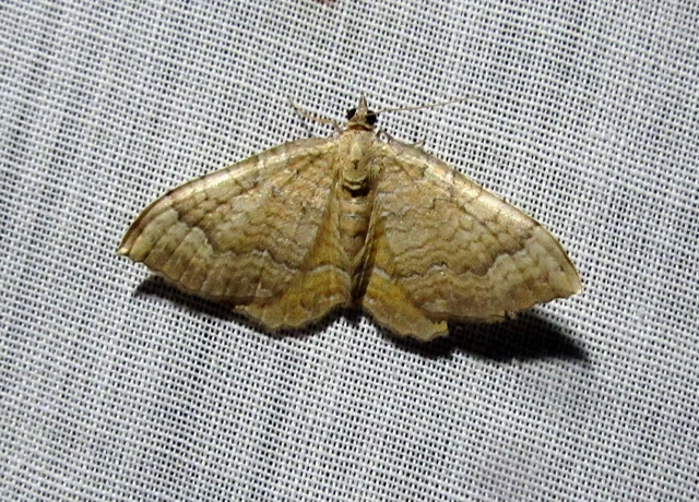 Camptogramma bilineata - kétvonalas sávosaraszoló