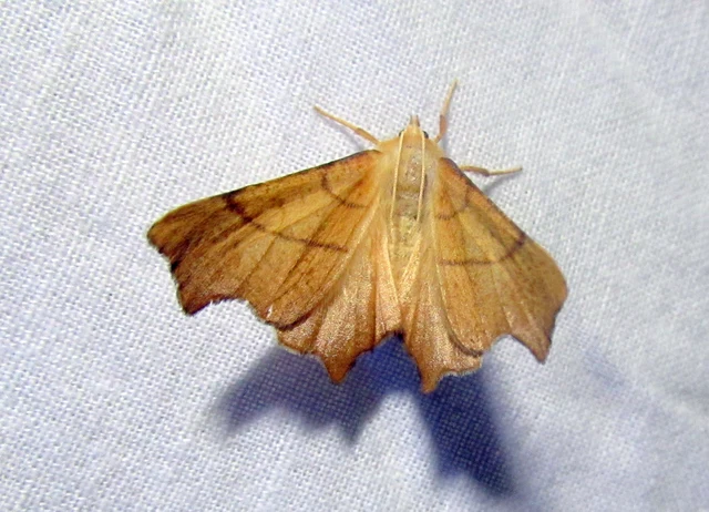 Ennomos erosaria - hársfa-levélaraszoló