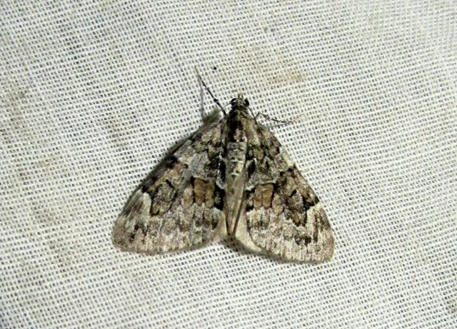 Thera variata/britannica