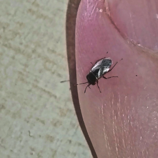 Geocoris Geocoris