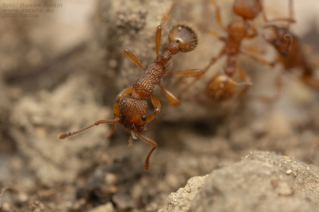 Myrmica sabuleti - gyakori bütyköshangya