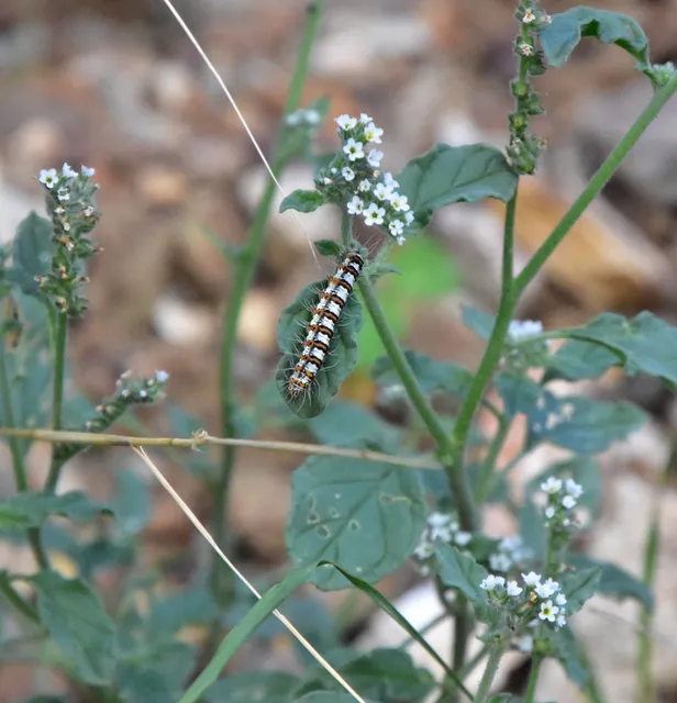 Utetheisa pulchella - vérpettyes medvelepke