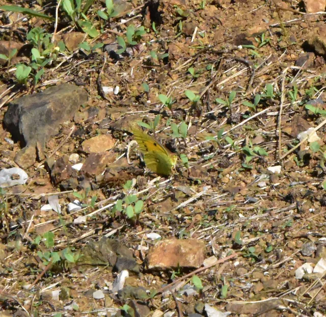 Colias croceus - sáfránylepke
