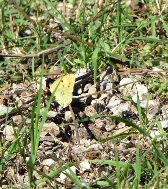Colias croceus - sáfránylepke