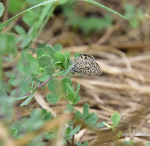Leptotes pirithous - déli boglárka