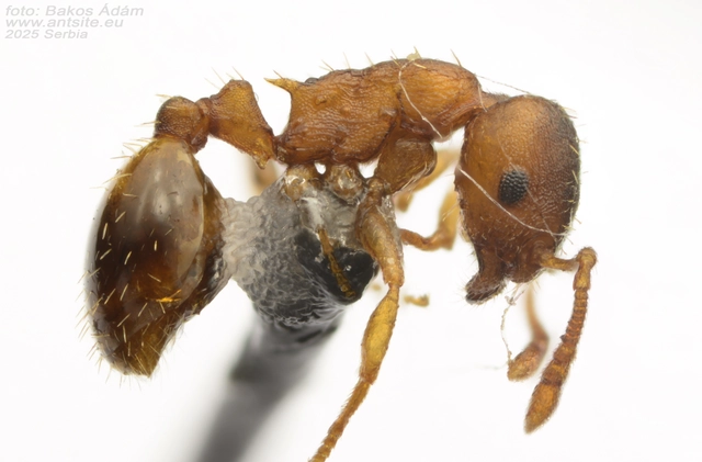 Temnothorax crassispinus - gubacslakó kéreghangya