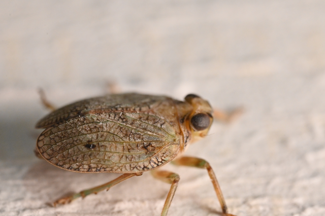 Issus coleoptratus