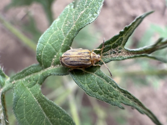 Ophraella communa - parlagfű-olajosbogár