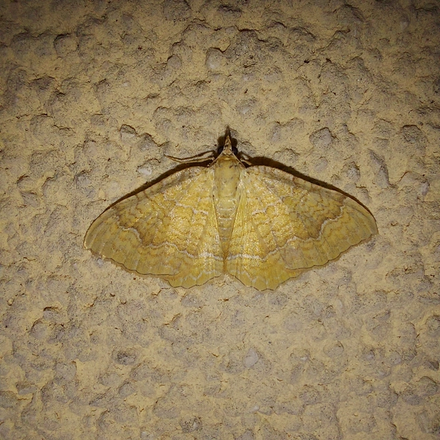 Camptogramma bilineata - kétvonalas sávosaraszoló
