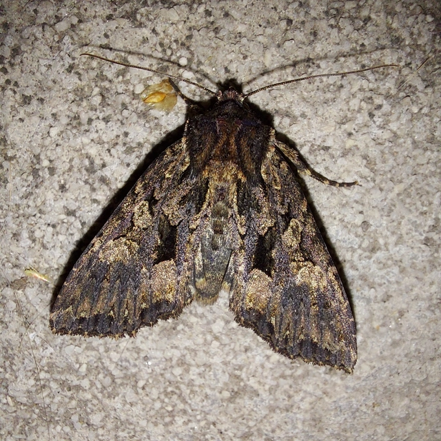 Blepharita satura - őszi porfírbagoly